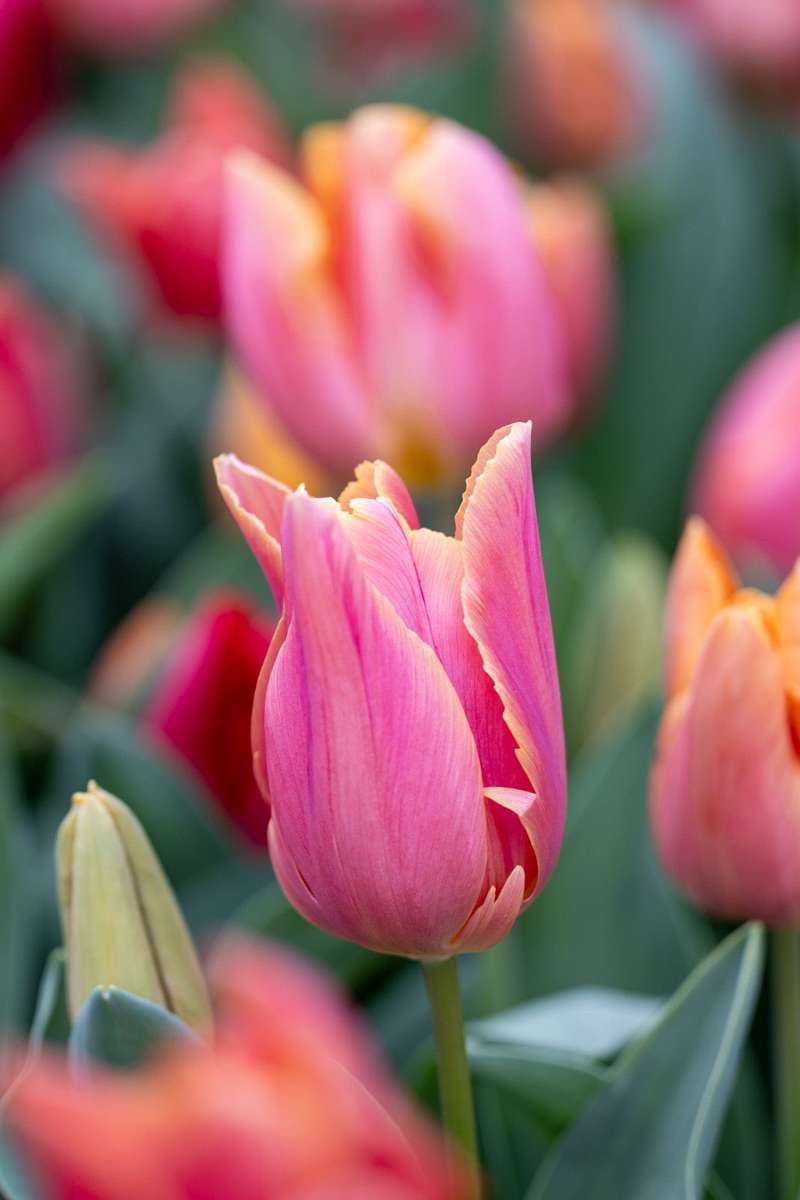 Tulipanblanding 'Jimmy Family'